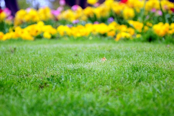 Weed Control